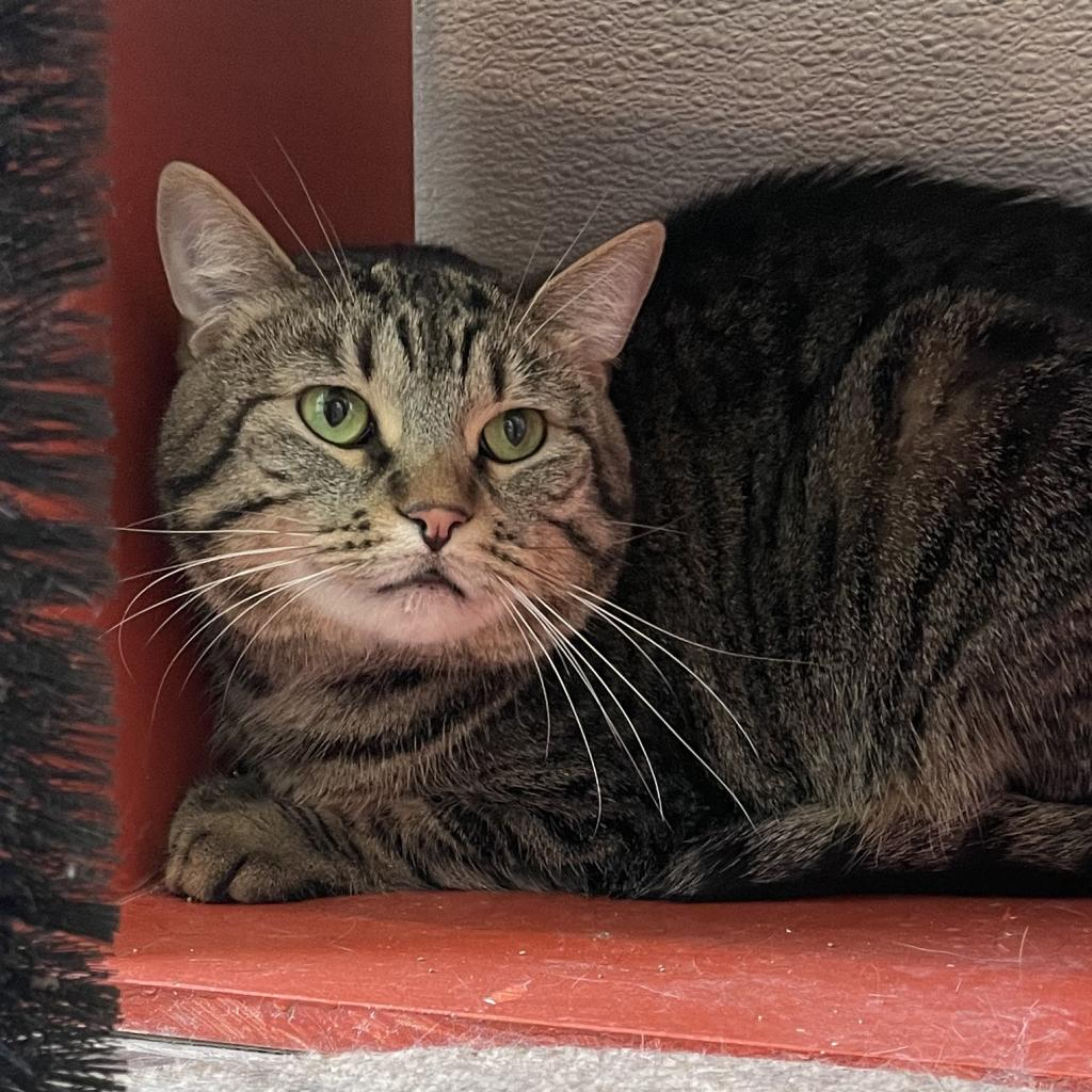Kit-Kat