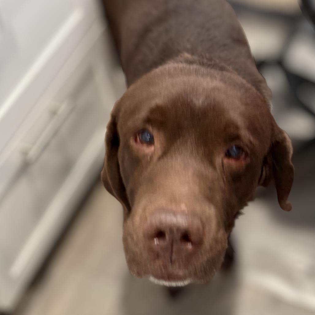 Ruger