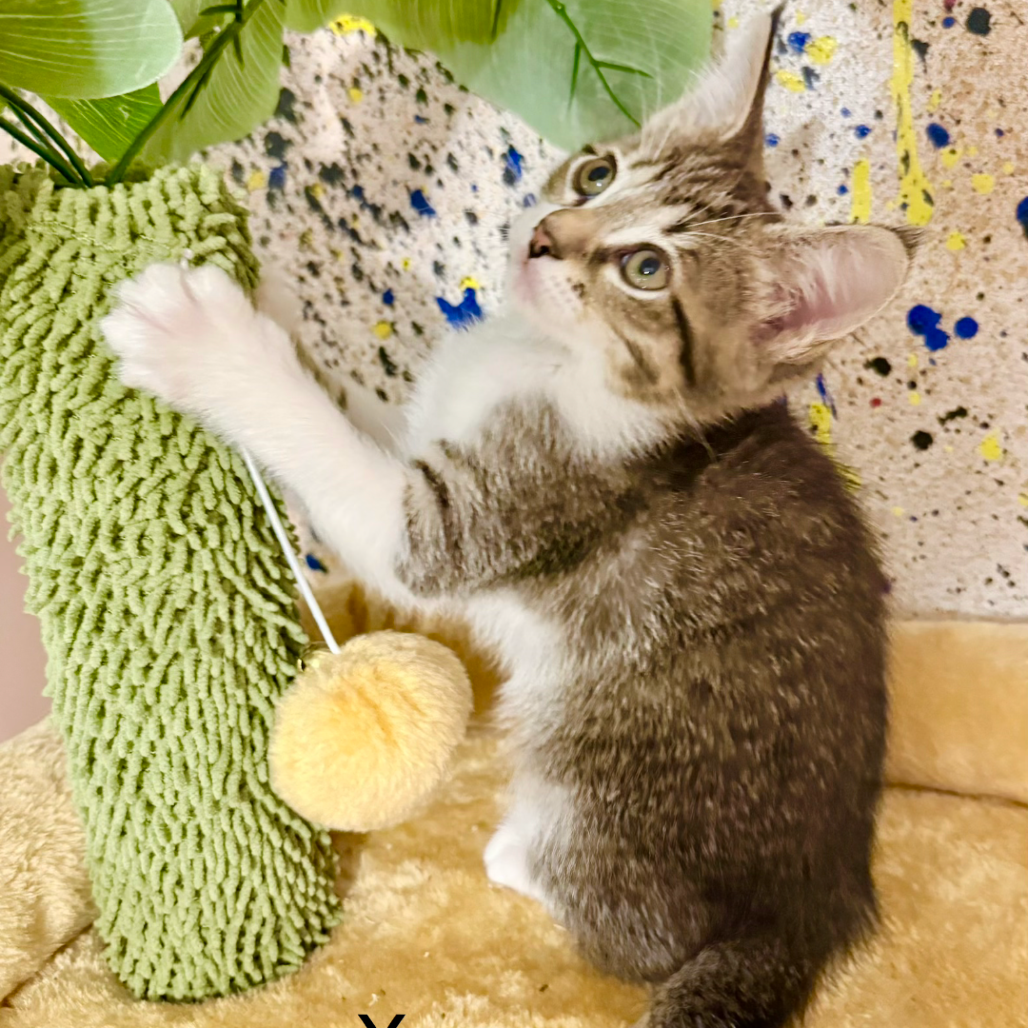 Xena