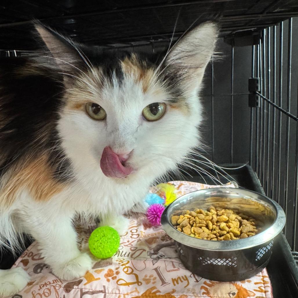 Phoebe -Washington PetCo