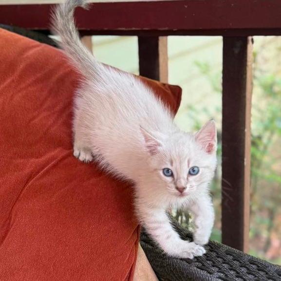Alexander