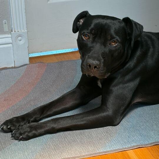 Jax