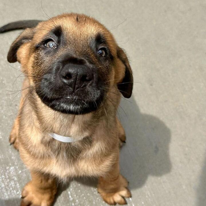 Rocket