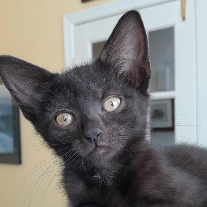 Spyder