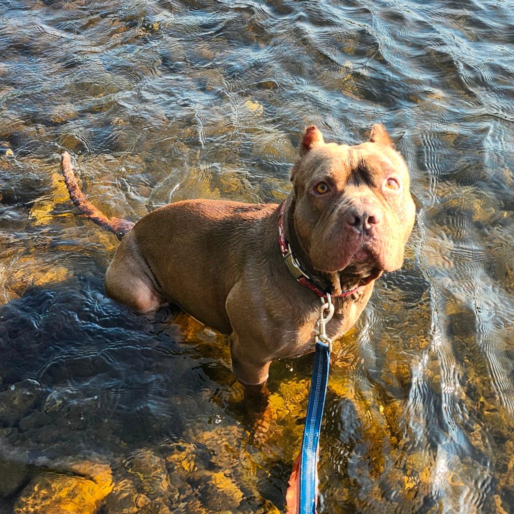 Rocco
