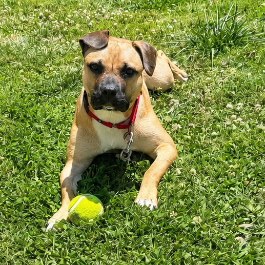 Widget