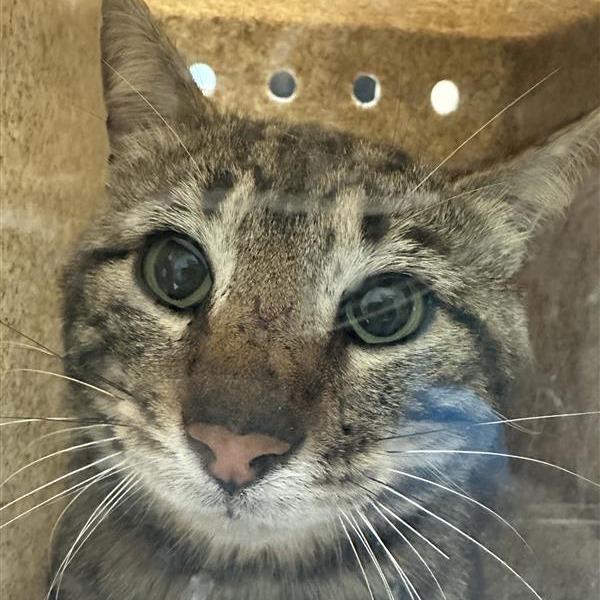 Working Cat Effervescent