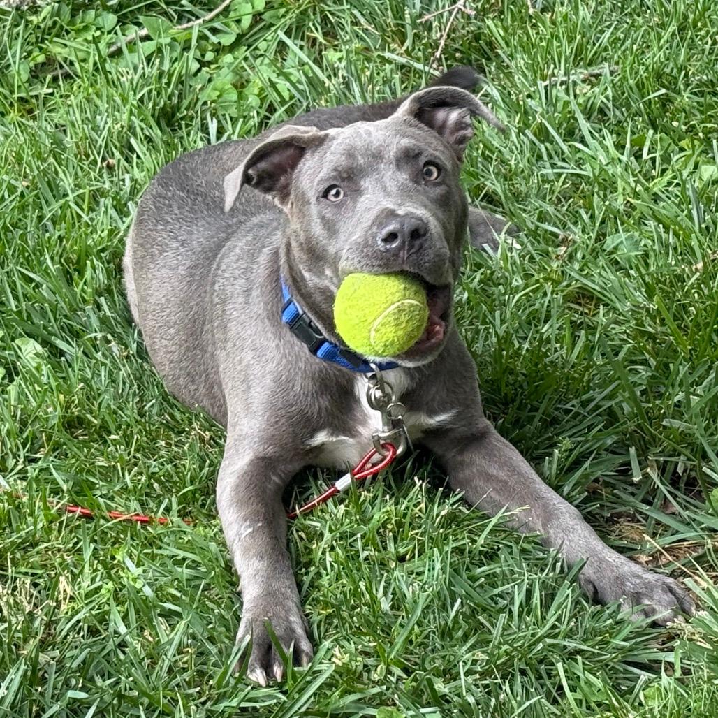 Blu