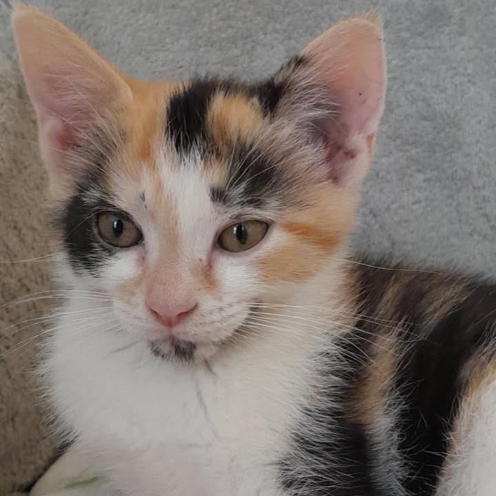 Kiri