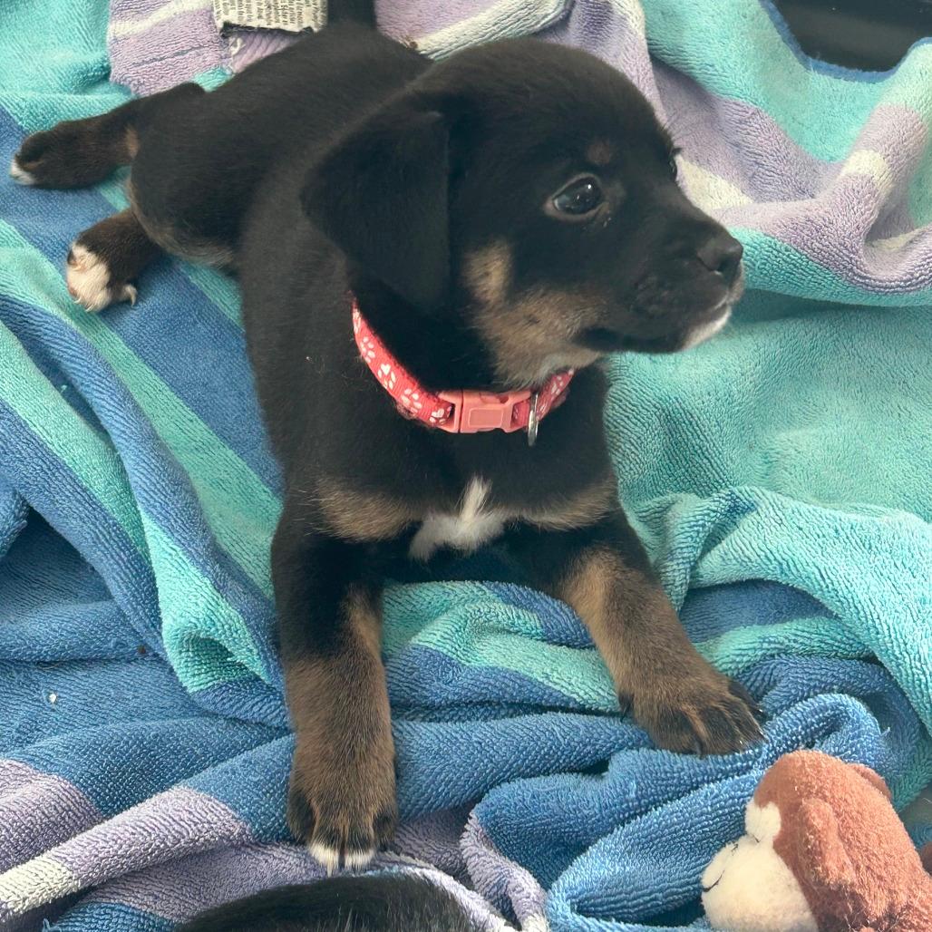 Mocha
