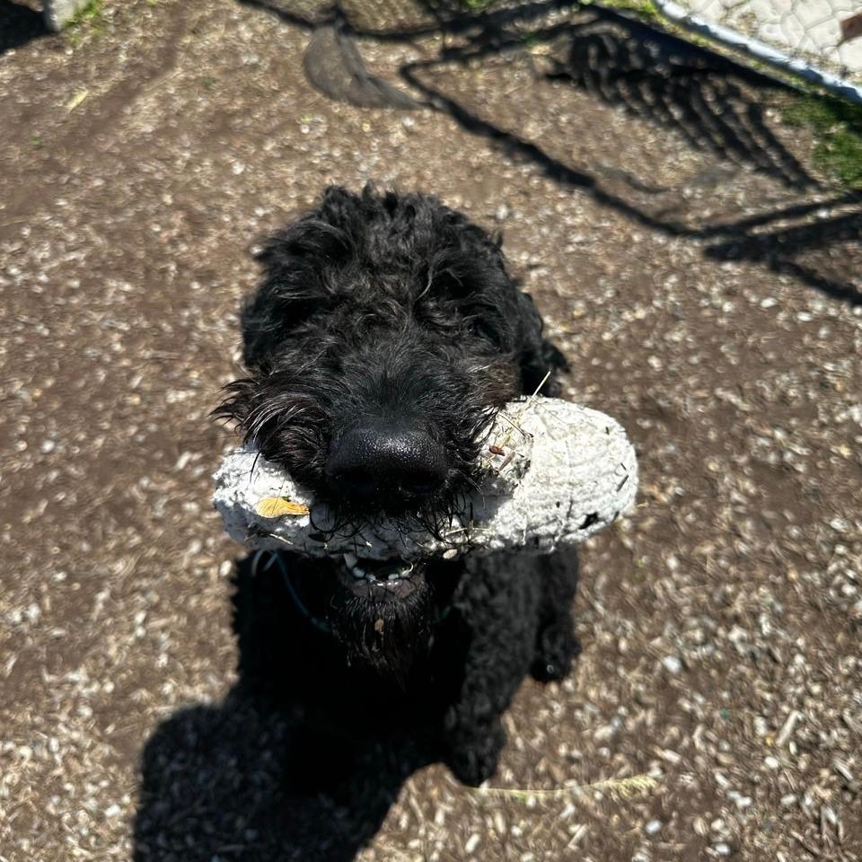 Marley