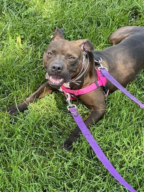 Dogs For Adoption In Louisville Ky The Best Places To Find Your New Pet - phiy4ke