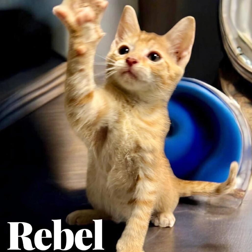 Rebel
