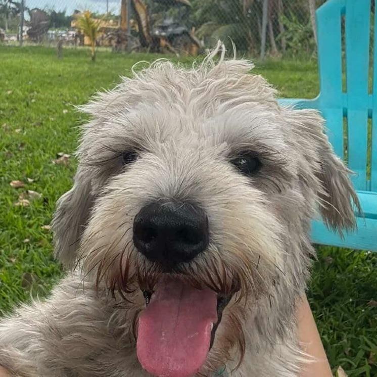 Goyito