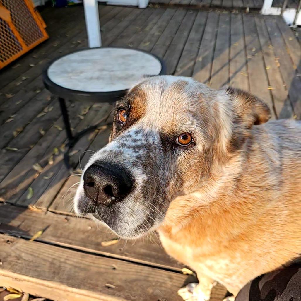Buddy D11099