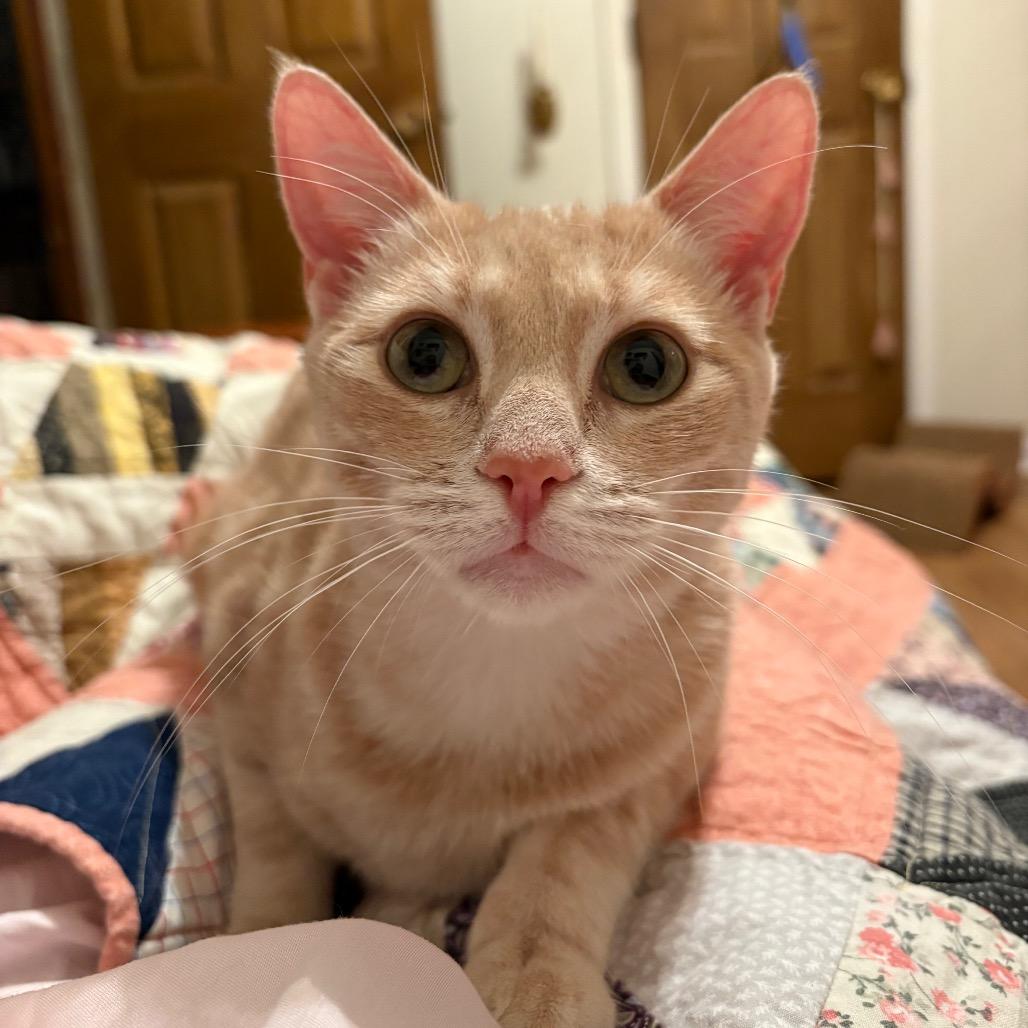 Lila Parks (FELV+)-HW