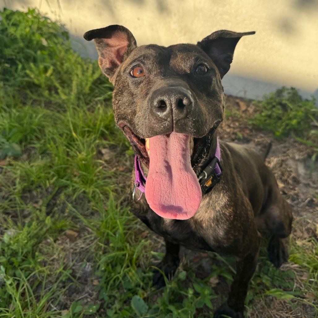 Pepper