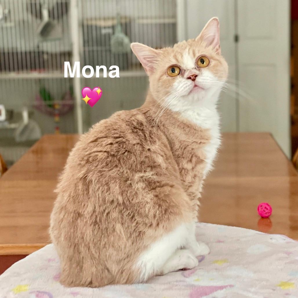 Mona