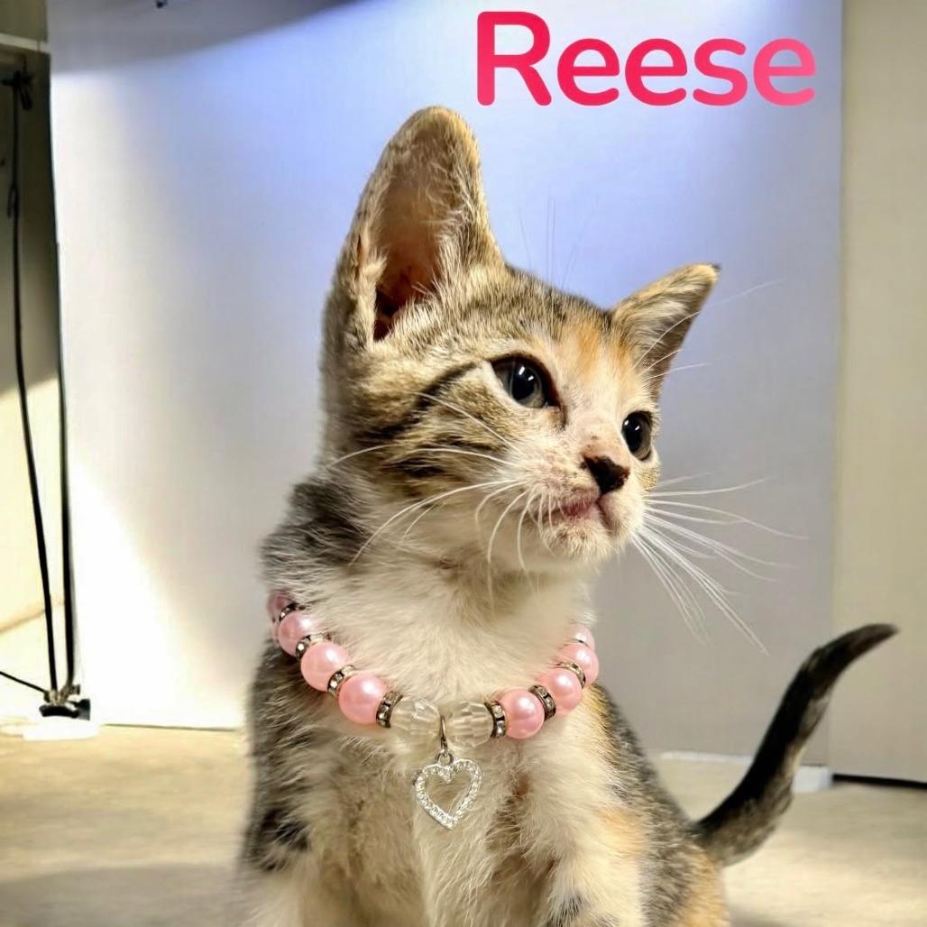 Reese