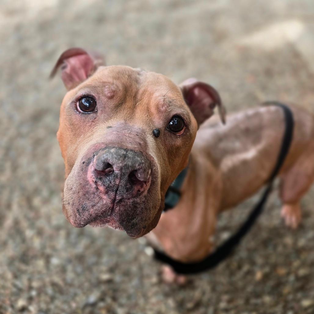 Rufus