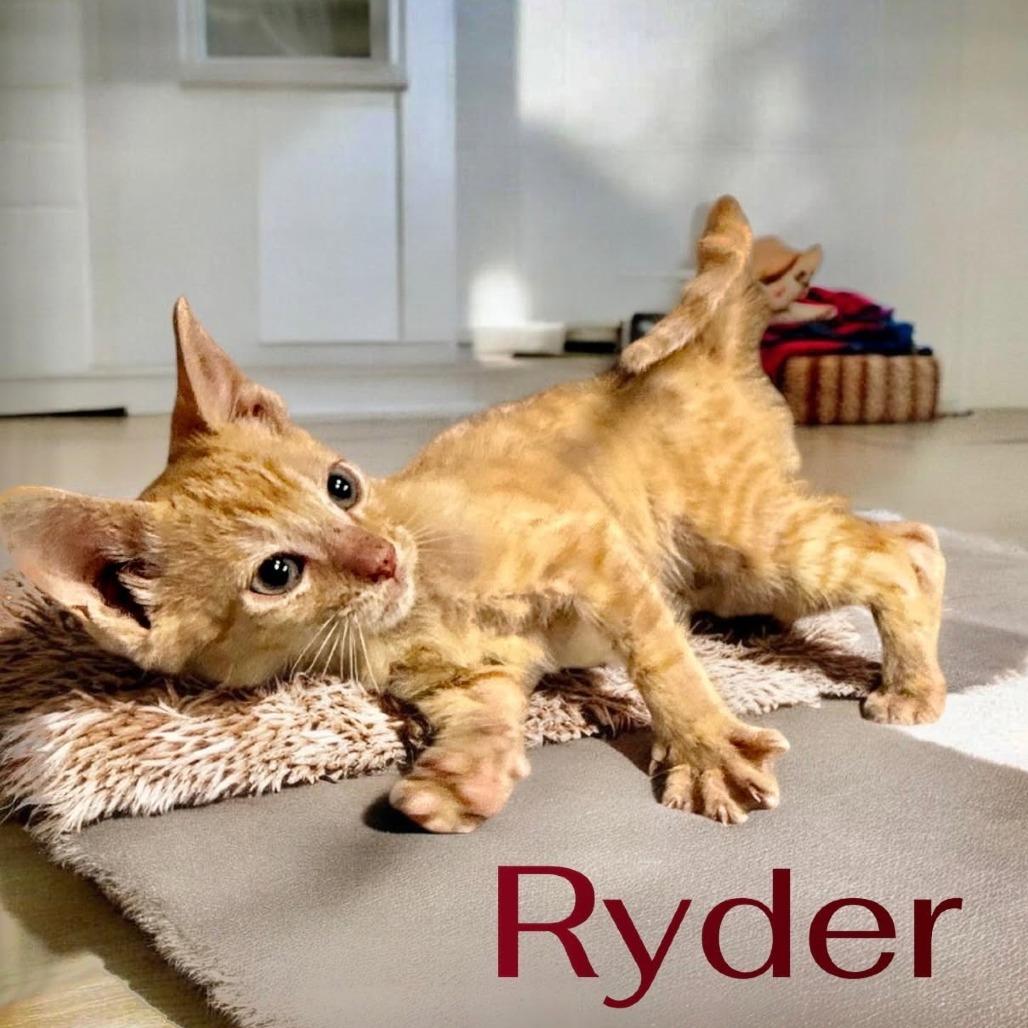 Ryder