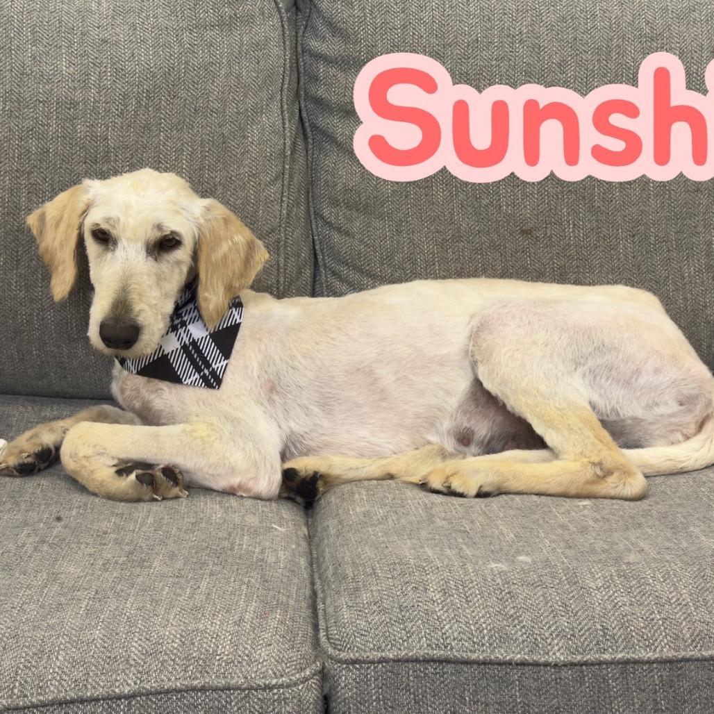 Sunshine