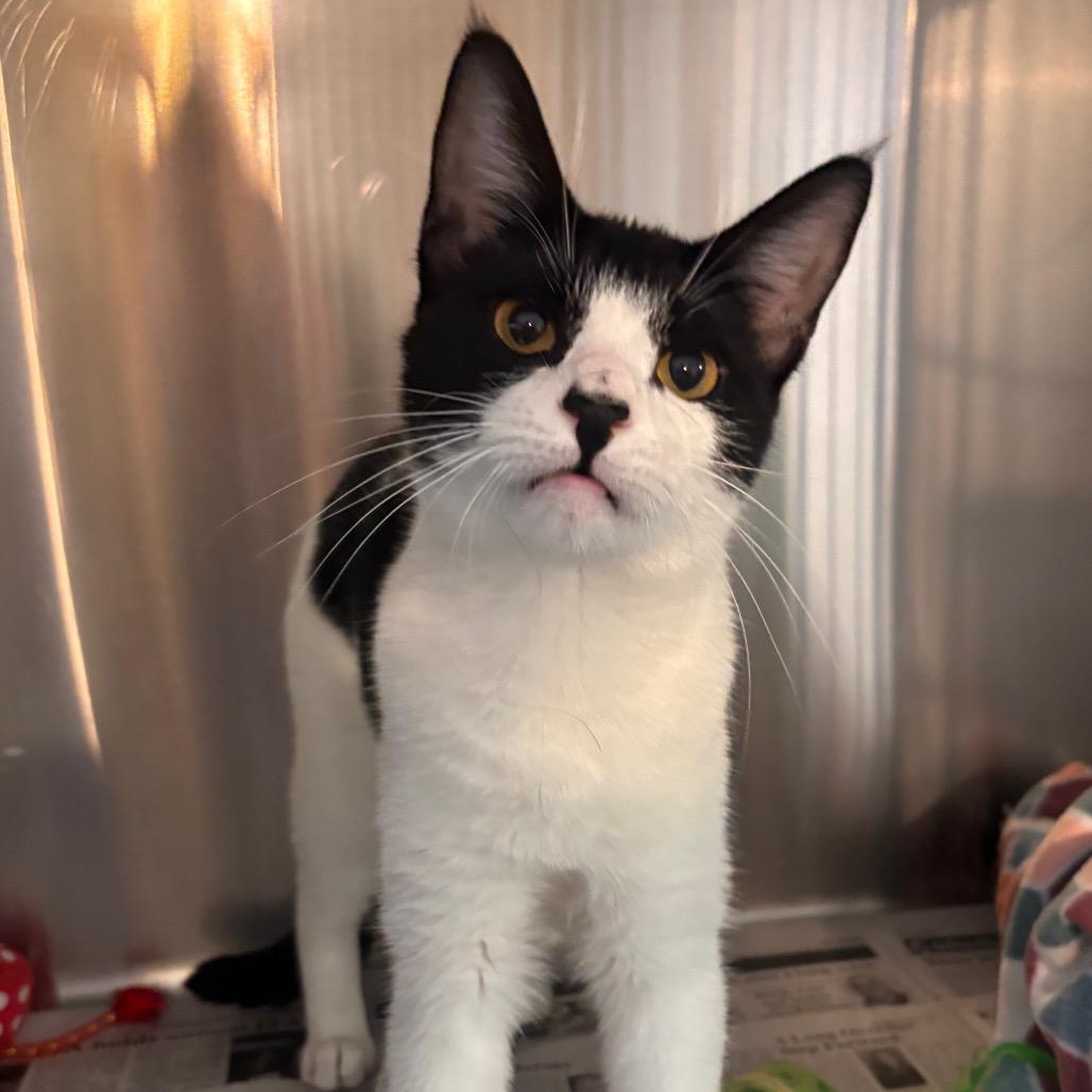 Danica -Petsmart Belleville 