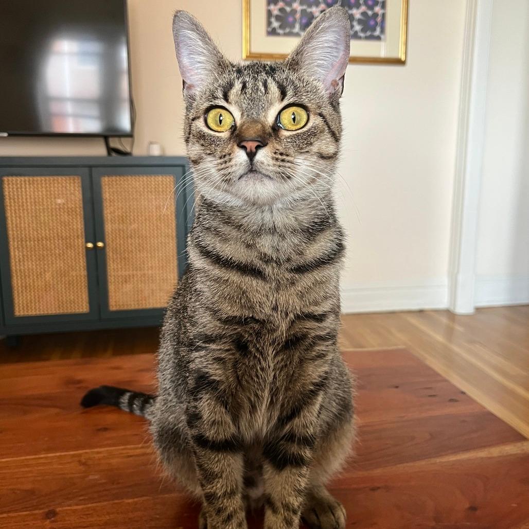 Louisa