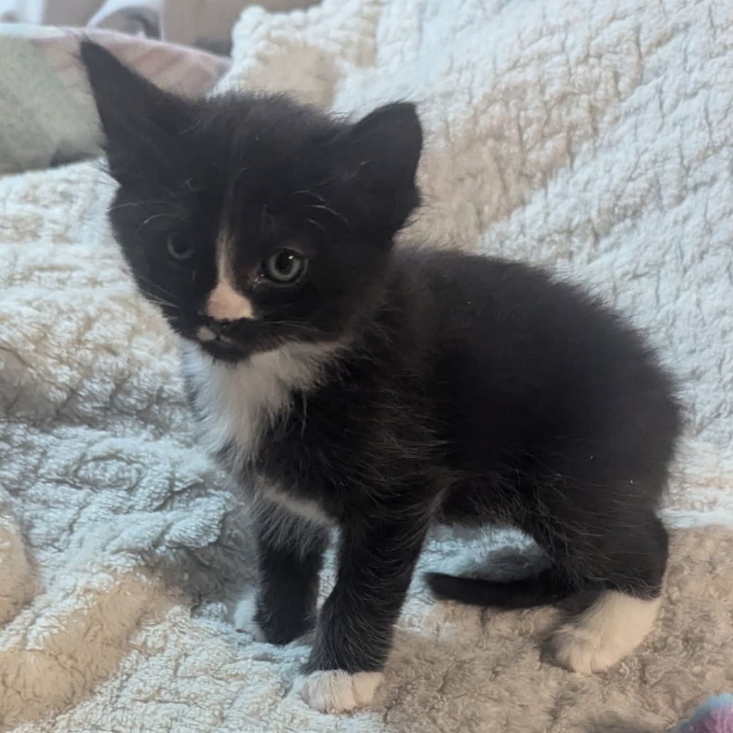 Zorro