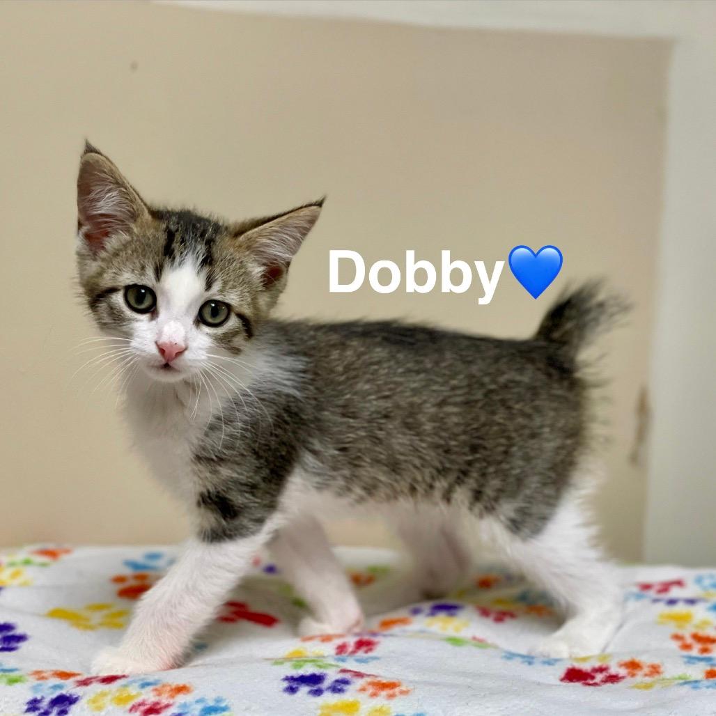 Dobby