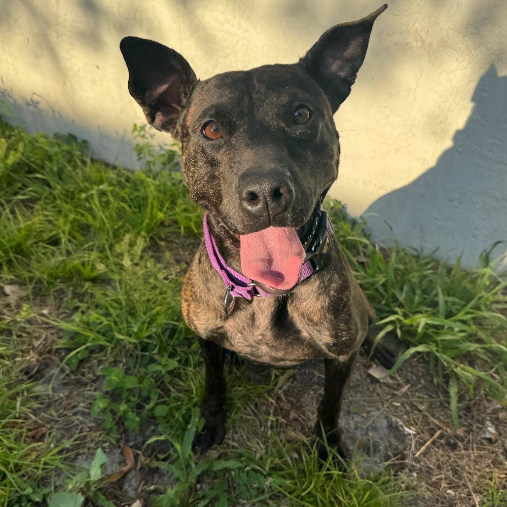 Pepper