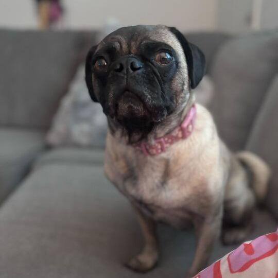 Lola