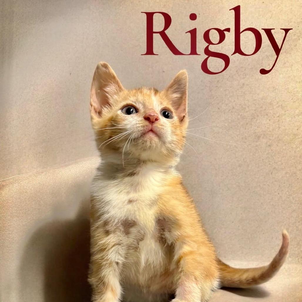 Rigby