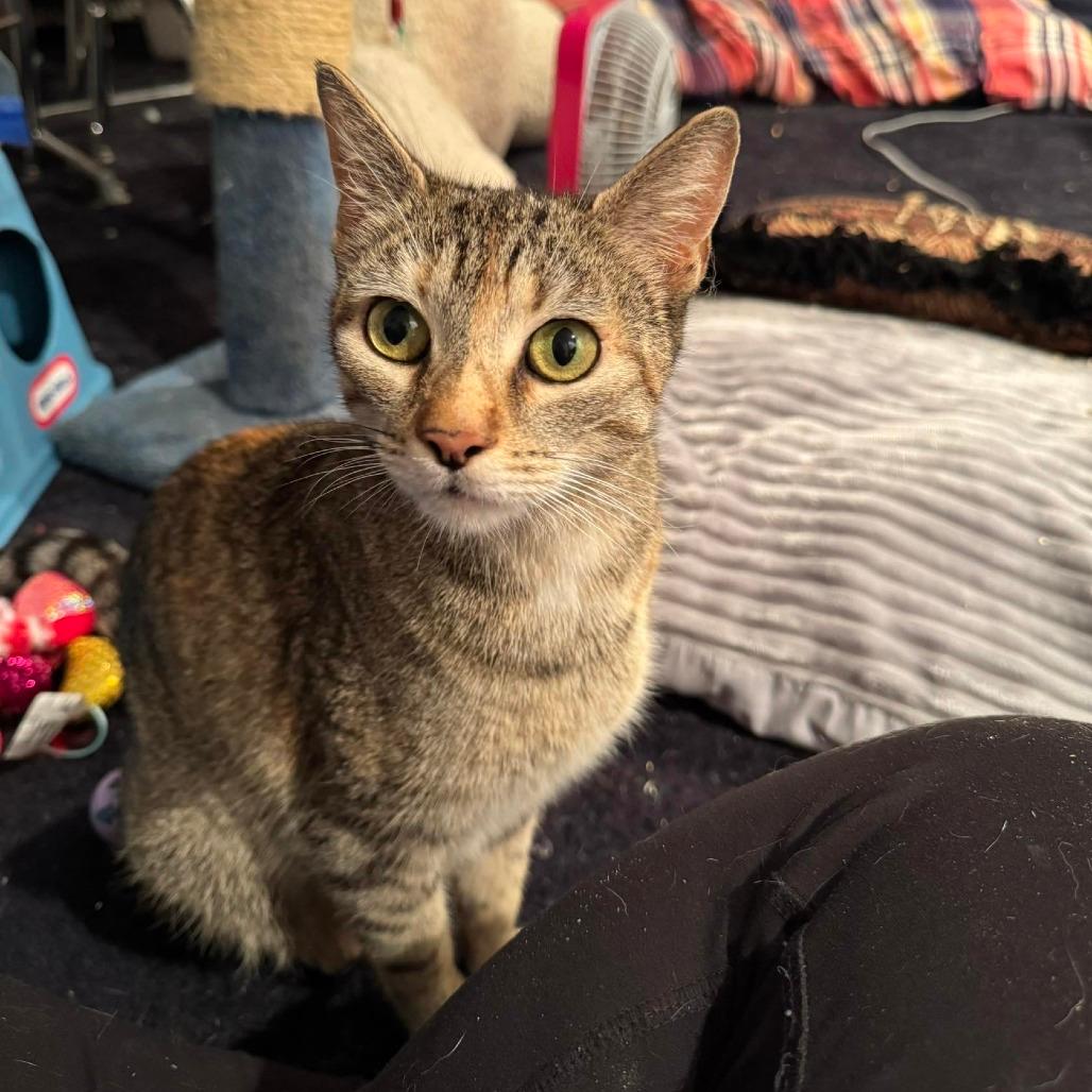 Ember