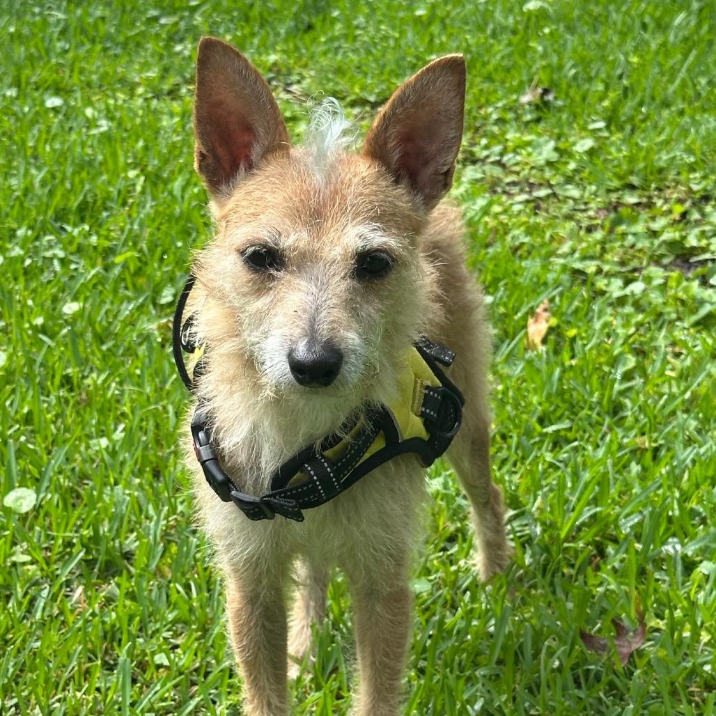 Ruger