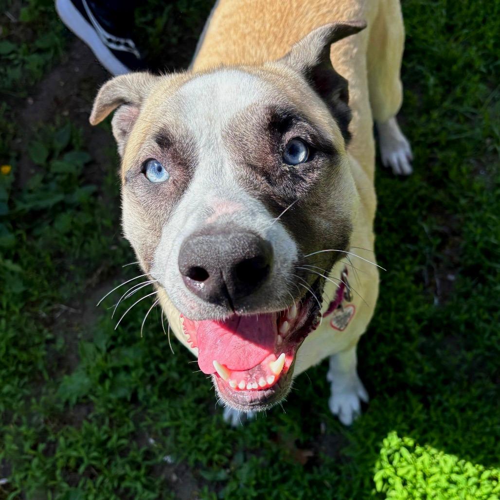 Bambi-$199 - in foster!