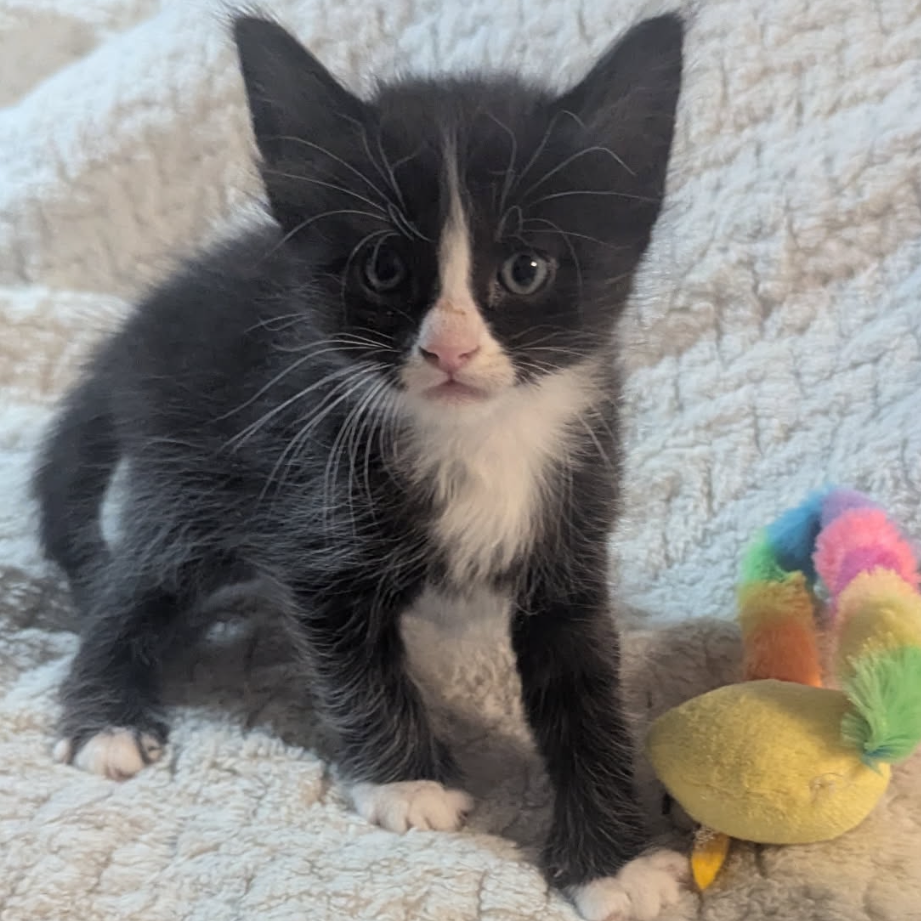 Figaro