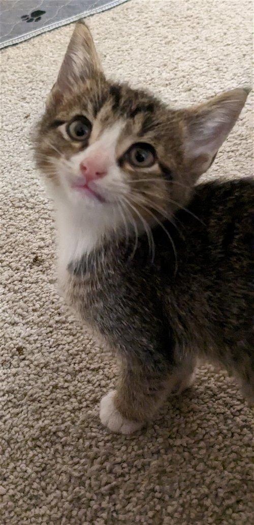 Adoptable Cats & Kittens in Clarksville, TN