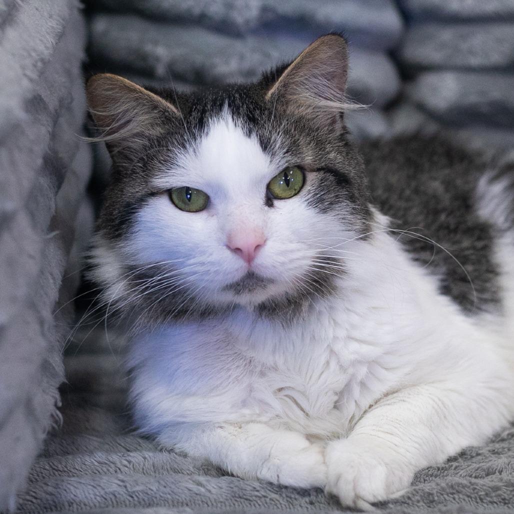 Merlin