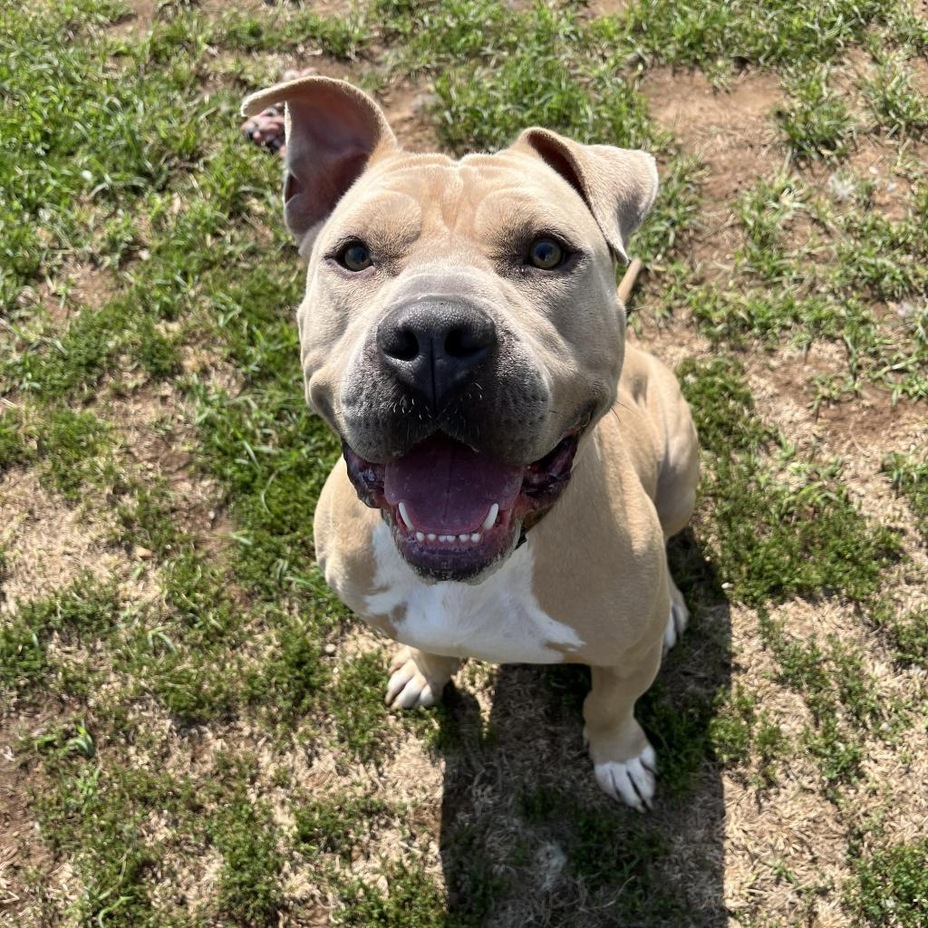 Dozer