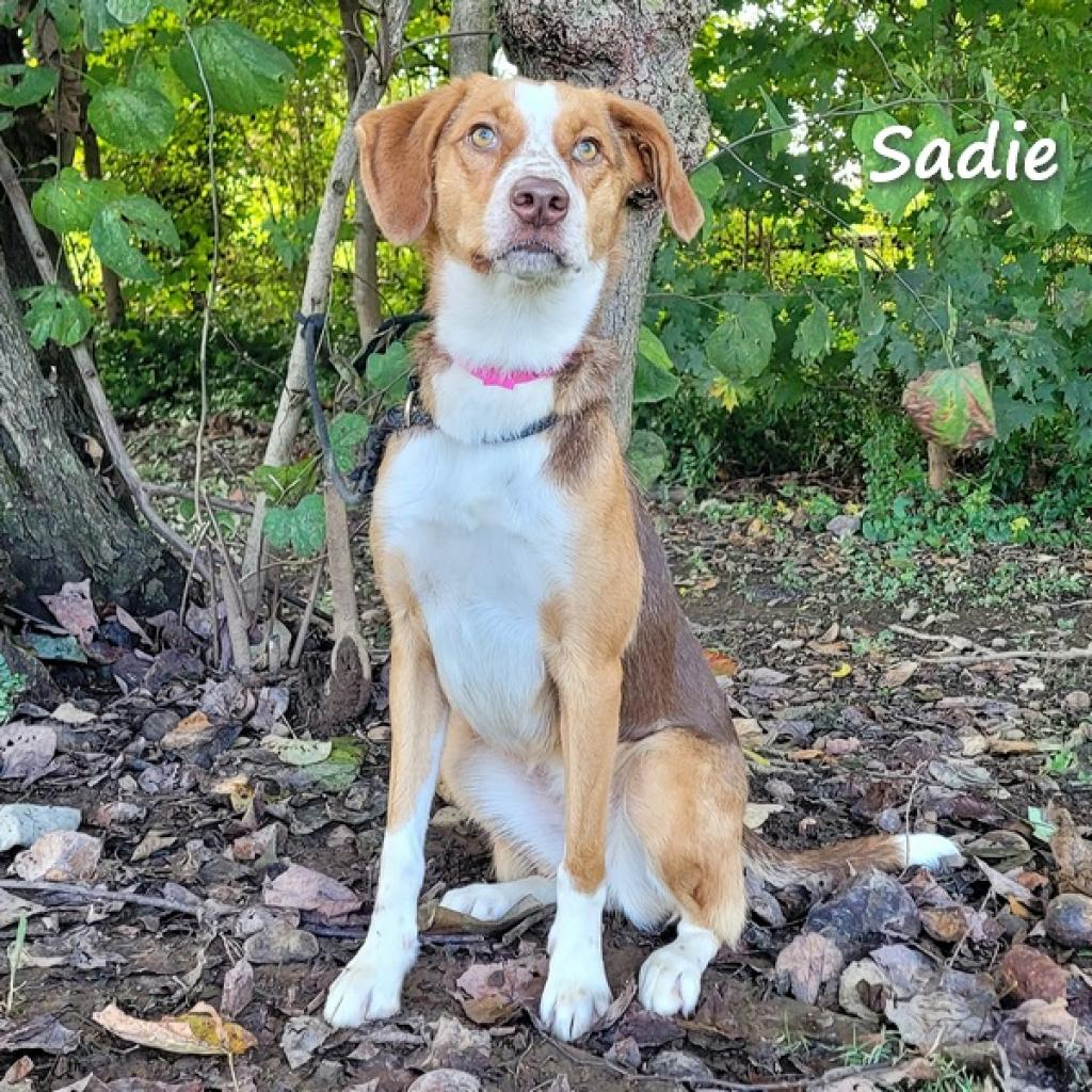 Sadie