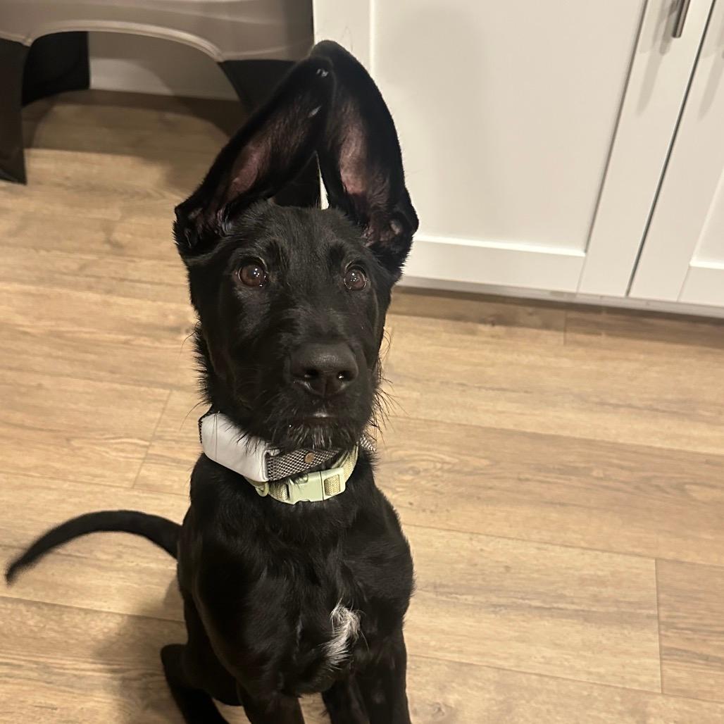 Woody (Brown 7)