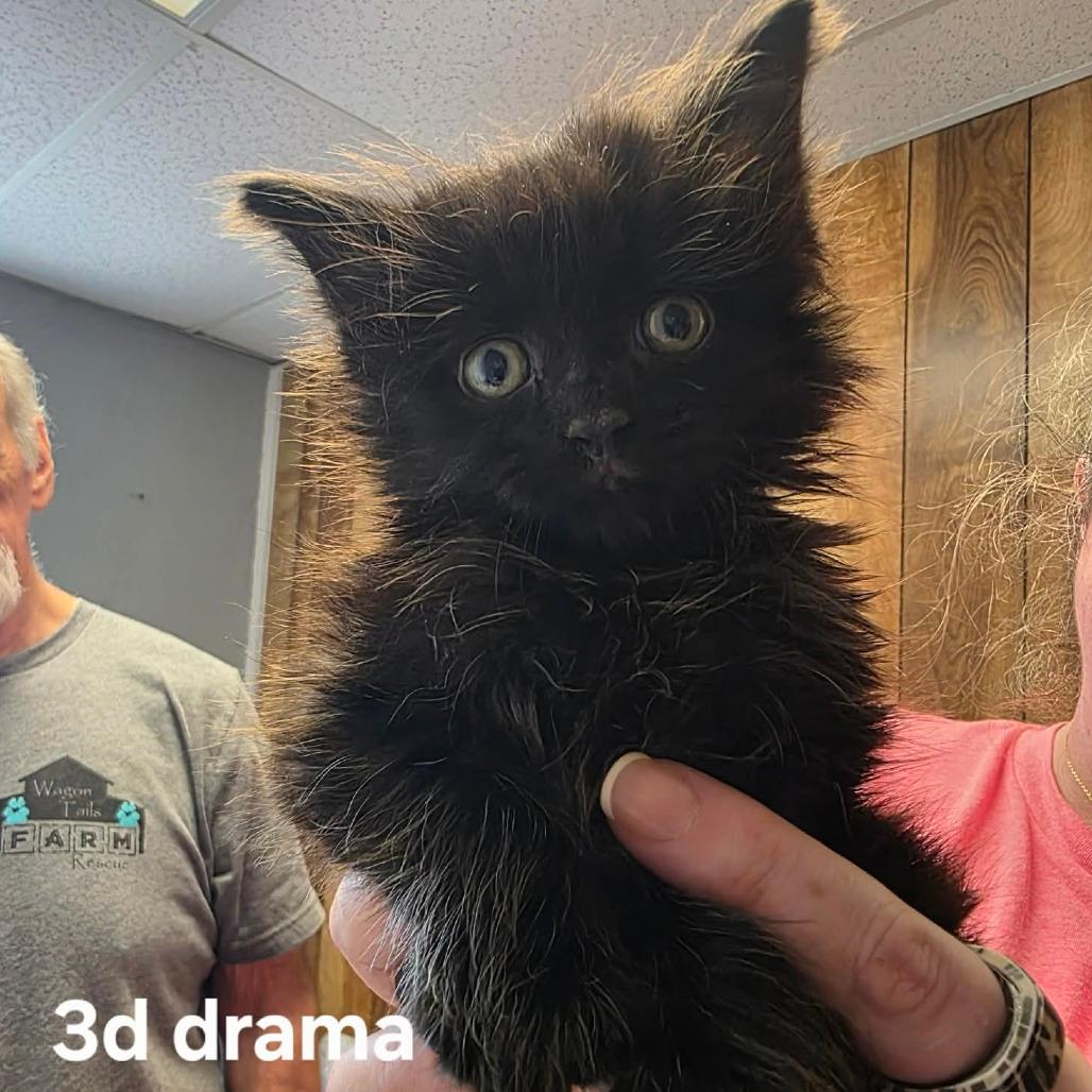 3D Drama