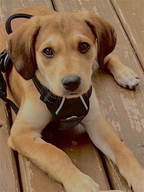 Adopt Dogs & Puppies