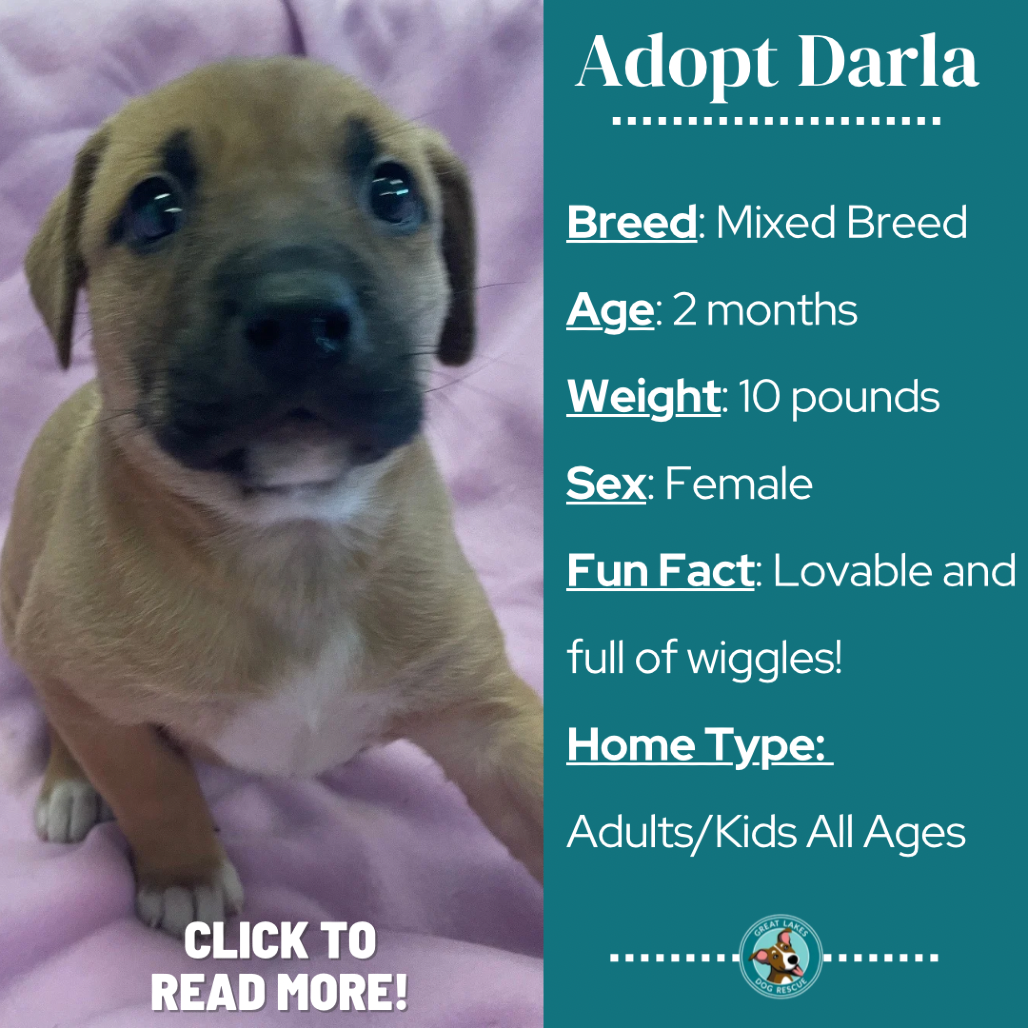 Darla