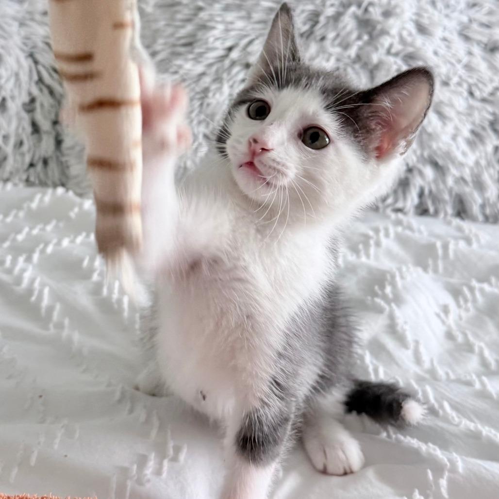 Tofu