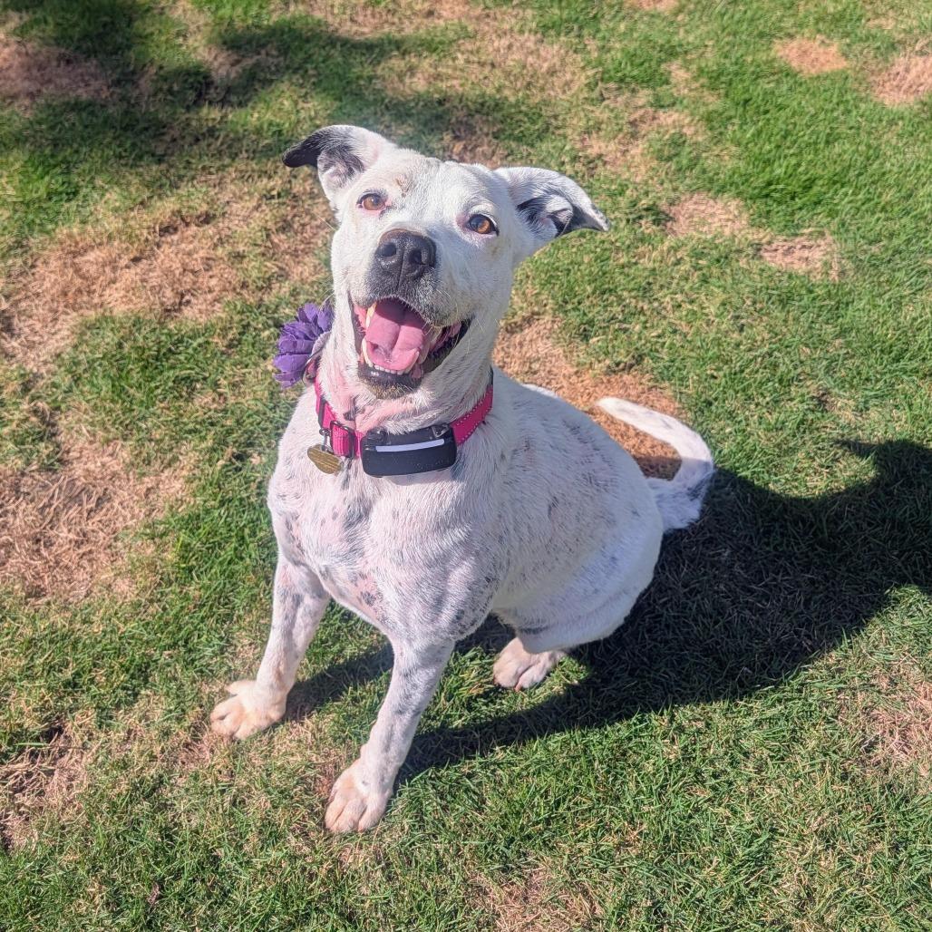 Cici 