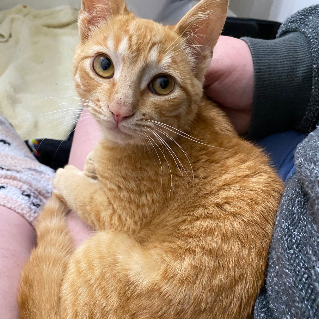 Linus
