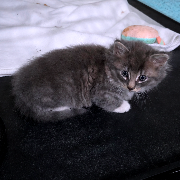 Koopa (Catiba Inu)