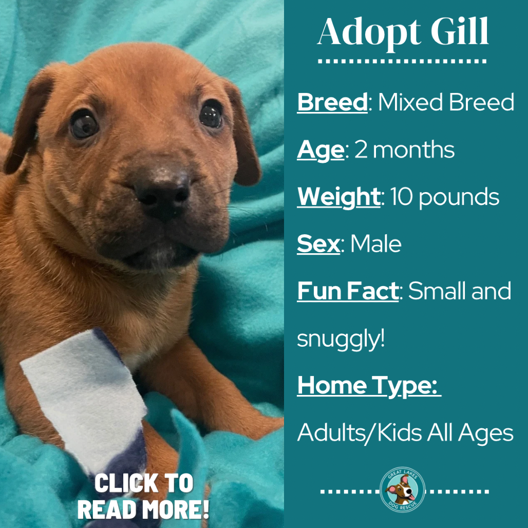 Gill